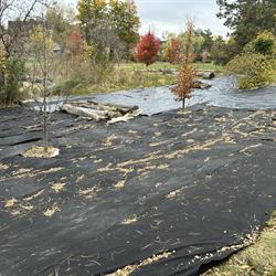 Phase 3 Solarization